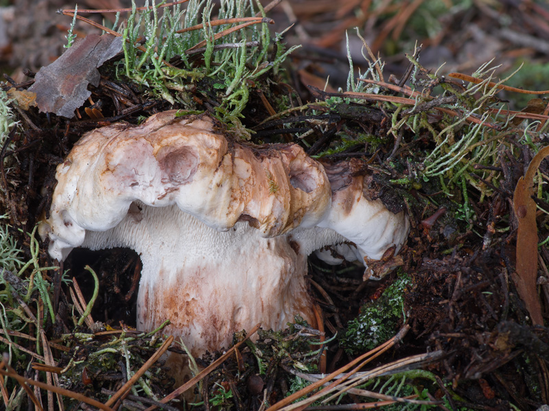 Bankera fuligineoalba